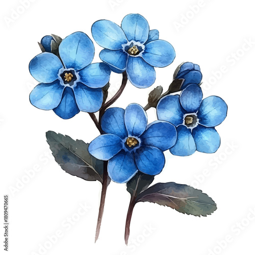 Forget-Me-Not Flower, watercolor painting vector, isolated on a white background.