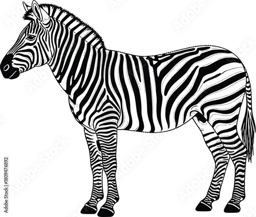Detailed Black and White Vector Illustration of a Full Body Zebra, Highlighting African Wildlife and Unique Stripe Patterns.