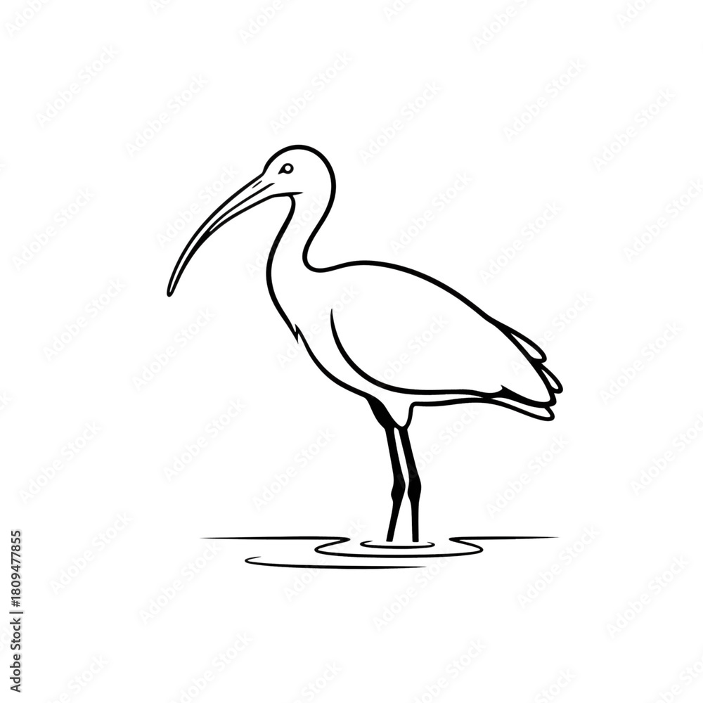 Obraz premium A minimalist black line drawing of an ibis isolated on transparent background