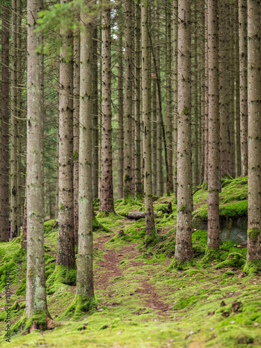 Fototapeta Naklejka Na Ścianę i Meble -  Path leading through dense spruce forest with mossy floor in morning light.
