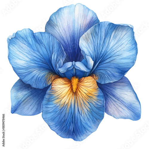 Dutch Iris Flower, watercolor drawing vector, isolated on a white background.