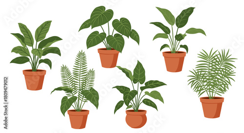 A beautiful collection of six different green indoor houseplants in simple brown terracotta pots isolated on a white background.