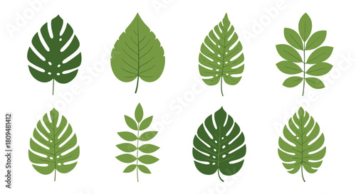 A lovely set of eight stylized green leaves from different plants and trees including tropical monstera for nature themed designs.