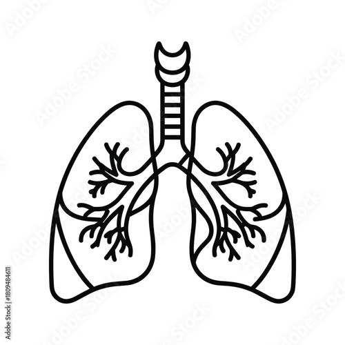 Illustration of human lungs, isolated on perfect for medical and educational purposes
