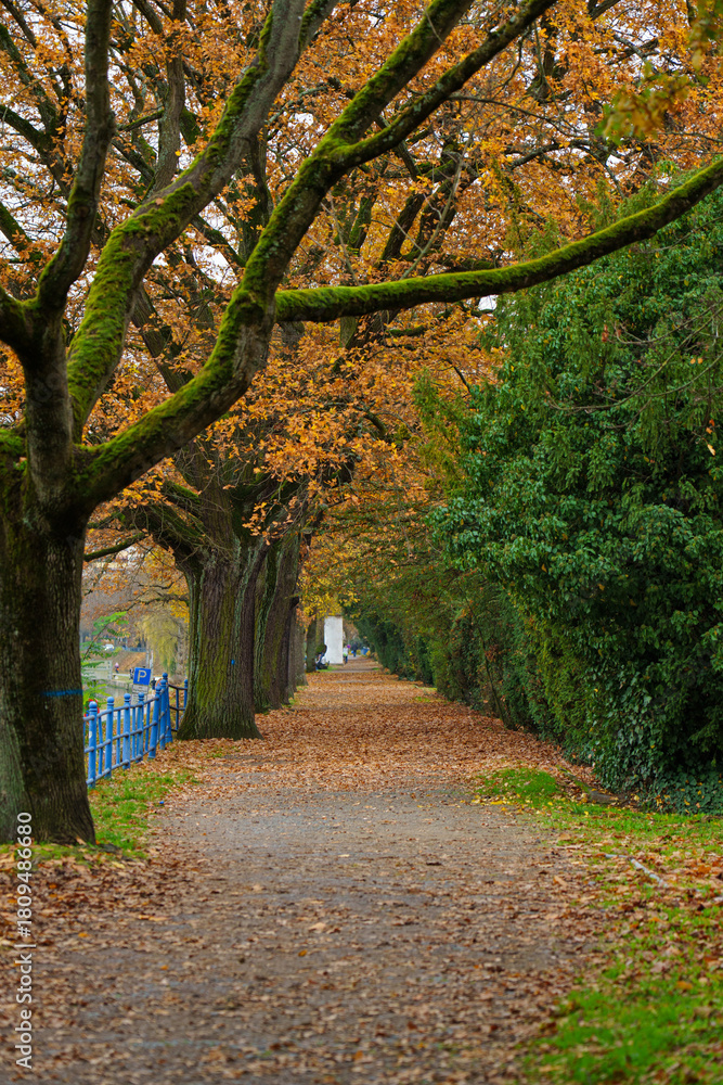 Naklejka premium Autumn avenue in Offenbach am Main scenery with road of fall leaves. Vivid october day in colorful forest, maple autumn trees road fall way
