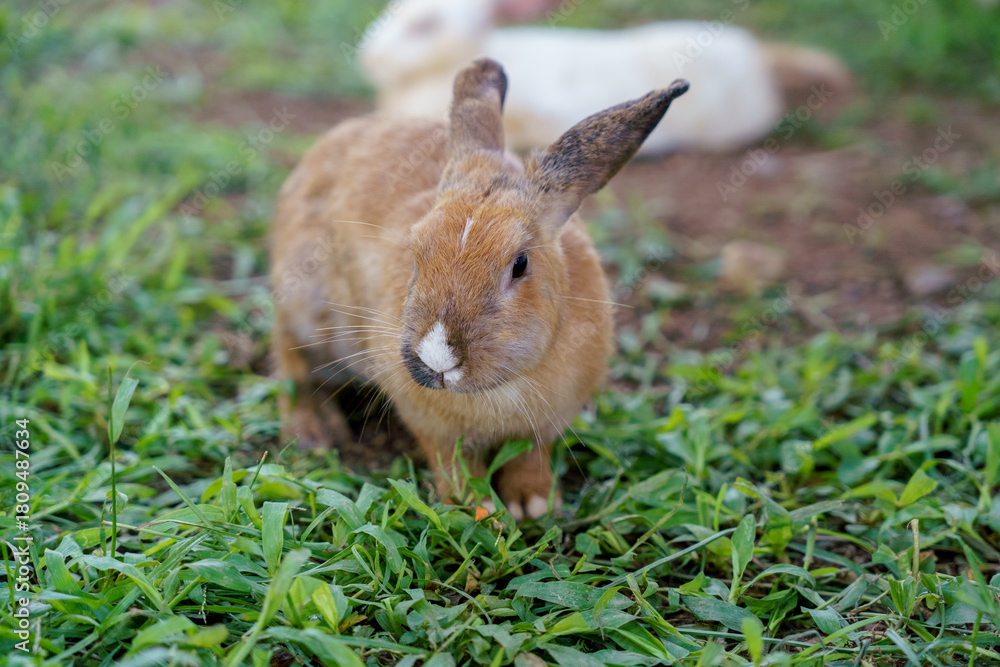 Fototapeta premium cute domestic rabbits sitting together on the ground