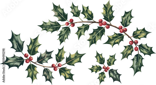 Holly branches with red berries on white background