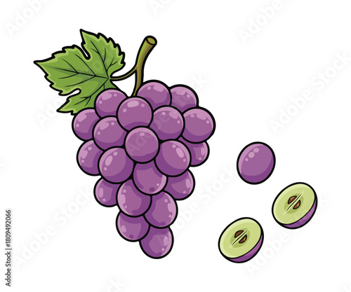Purple Grapes Vector Illustration, Bunch of Grapes with Leaf Isolated on White Background