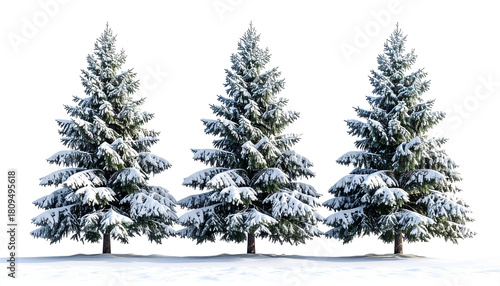 Snow covered pine trees isolated on transparent background.