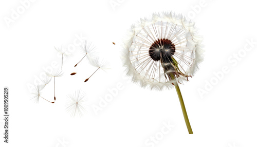 Wallpaper Mural A close-up shot of a dandelion releasing its seeds against a stark black background Torontodigital.ca