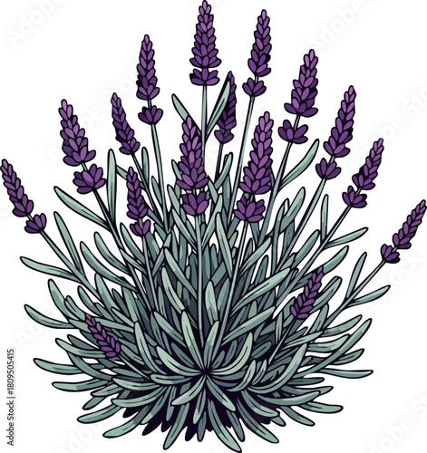Blooming Lavender Plant Fresh Fragrant Herb