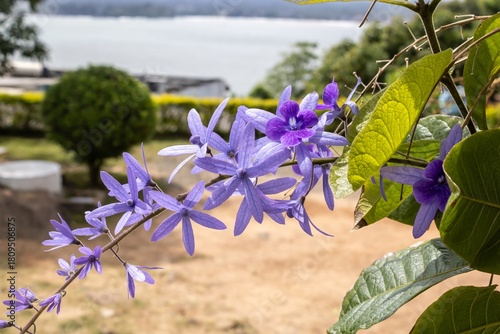 Photos A close-up of an inflorescence of Wisteria sp.