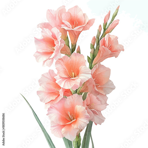Gladiolus Flower, watercolor illustration vector, isolated on a white background.
