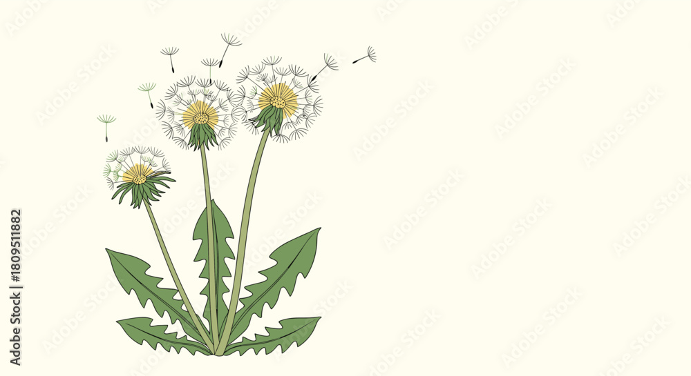 Fototapeta premium A delicate botanical illustration of three dandelion flowers with their fluffy seeds being carried away by a gentle spring wind.