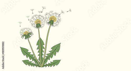 A delicate botanical illustration of three dandelion flowers with their fluffy seeds being carried away by a gentle spring wind.