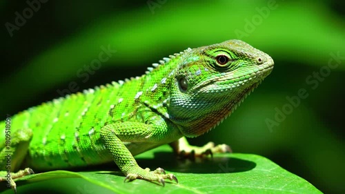 Wallpaper Mural A vibrant green anole lizard perfectly camouflaged against lush, textured tropical foliage, showcasing its natural blending capabilities. Wide shot, then slow zoom into the lizard, emphasizing its? Torontodigital.ca