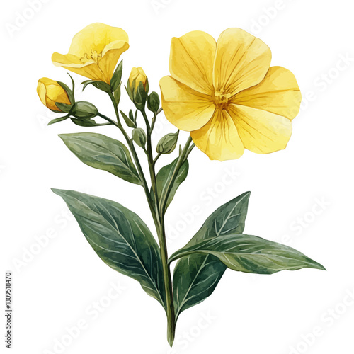 Evening Primrose Flower, watercolor painting vector, isolated on a white background.