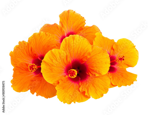 Wallpaper Mural Orange hibiscus flowers isolated on transparent background. Torontodigital.ca
