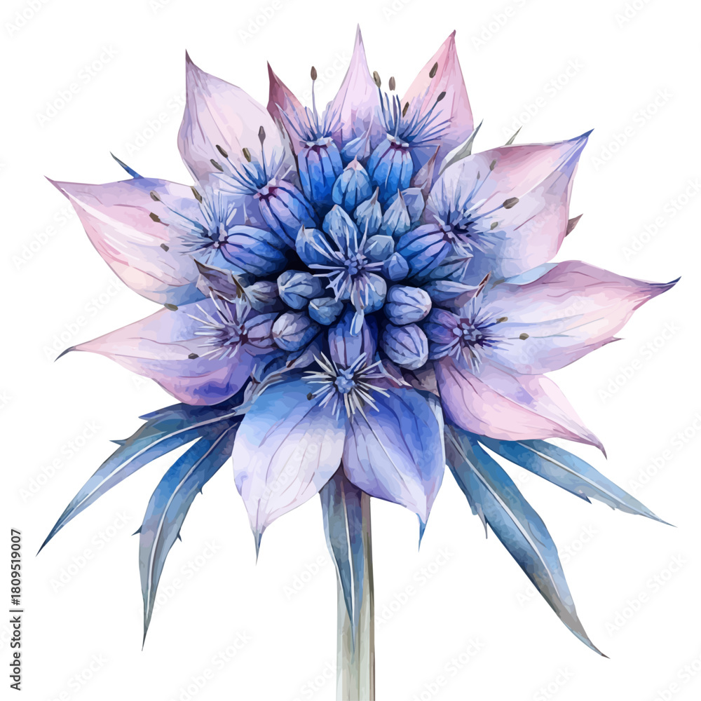 Obraz premium watercolor vector of Eryngium Flower, isolated on a white background.