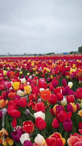 field of tulips