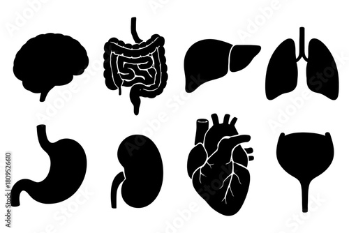 Silhouette icons of human organs: brain, intestines, liver, lungs, stomach, kidney, heart, bladder.