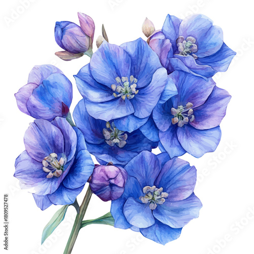 watercolor of Delphinium Flower, vector, isolated on a white background.