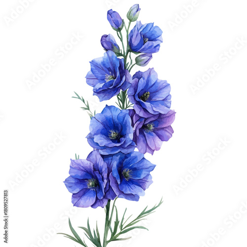 Delphinium Flower, watercolor vector, isolated on a white background.
