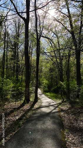 Sunny forest path through trees in Southern Illinois inviting calm and nature exploration