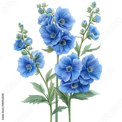 watercolor of Delphinium Flower, vector, isolated on a white background.