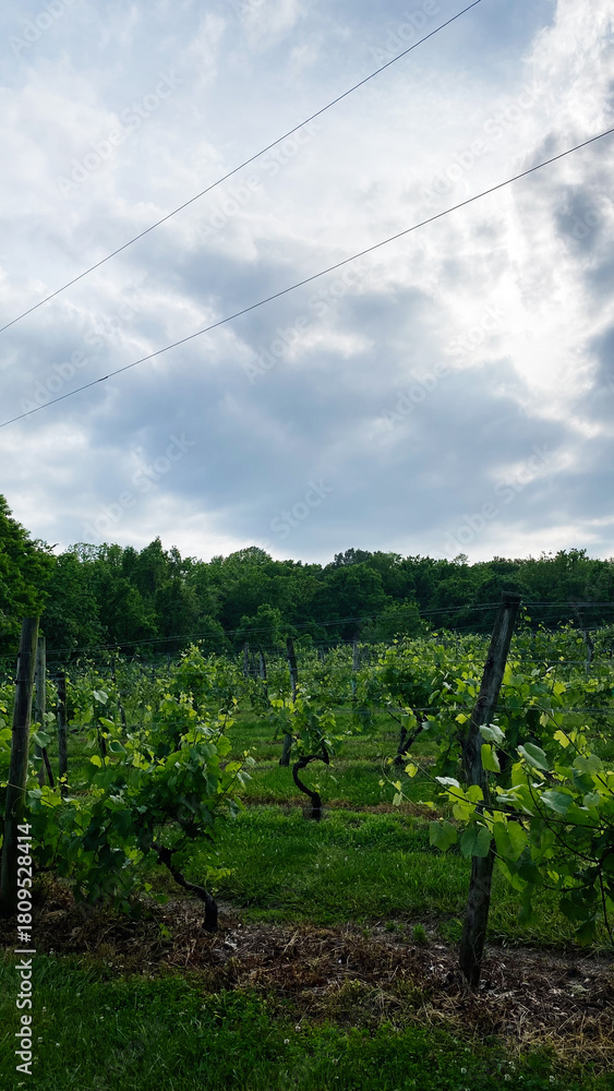 Fototapeta premium Vineyard rows under a cloudy sky in Southern Illinois USA on a calm rural day