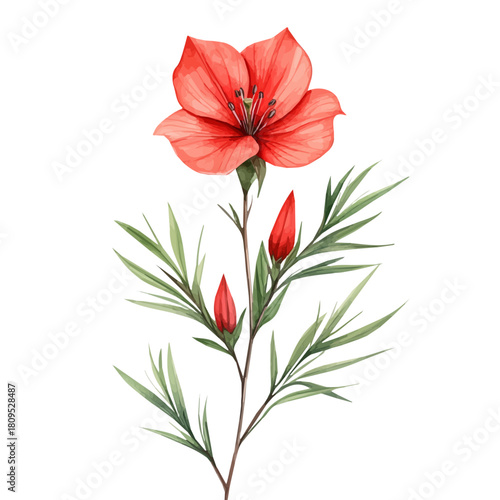 watercolor vector of Cypress Vine Flower, isolated on a white background.