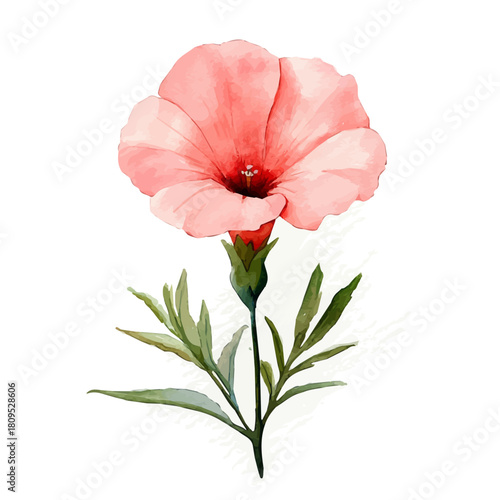 Cypress Vine Flower, watercolor drawing vector, isolated on a white background.