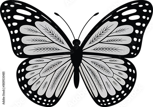 Black and White Butterfly with Intricate Wing Patterns