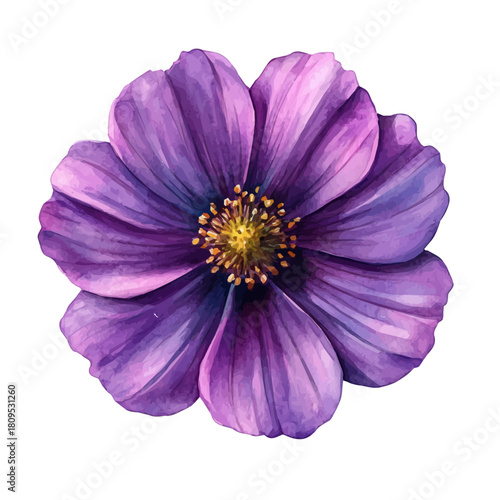Cosmos Flower, watercolor vector, isolated on a white background.