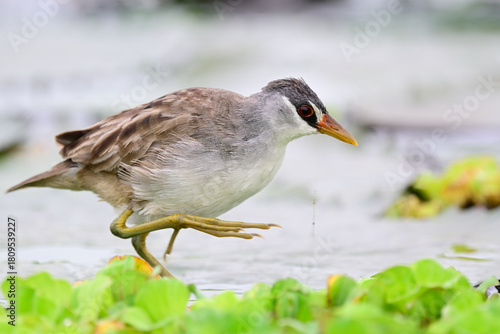 bird walking in water while foraging, white-browed crake, beautiful wildlife and nature