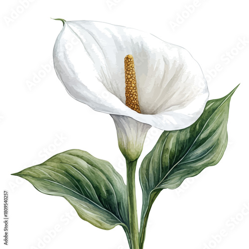 watercolor vector of Calla Lily Flower, isolated on a white background.