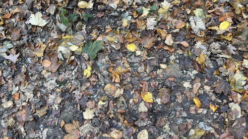 Wallpaper Mural Fallen Leaves in the Forest Torontodigital.ca