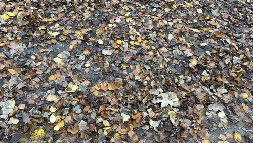 Wallpaper Mural Fallen Leaves in the Forest Torontodigital.ca