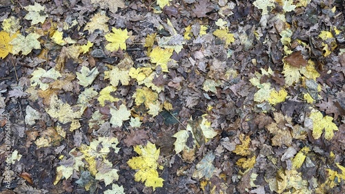 Wallpaper Mural Fallen Leaves in the Forest Torontodigital.ca