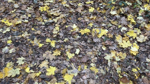 Wallpaper Mural Fallen Leaves in the Forest Torontodigital.ca