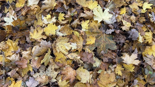 Wallpaper Mural Fallen Leaves in the Forest Torontodigital.ca