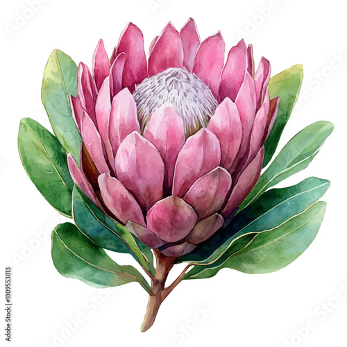 Protea Flower, watercolor painting vector, isolated on a white background.