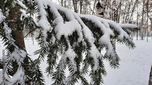 snow covered trees