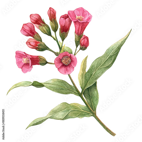 watercolor vector of Nicotiana Alata Flower, isolated on a white background.