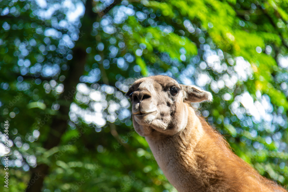 Naklejka premium Big llama in the zoo. Selective focus.