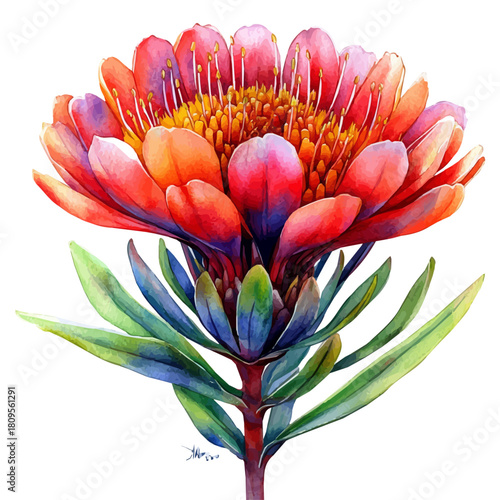 Leucospermum Flower, watercolor vector, isolated on a white background.