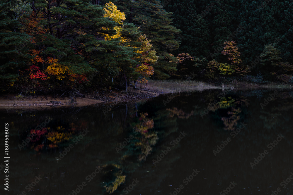 Fototapeta premium autumn leaves