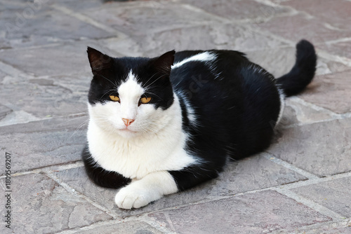 Black and white cat resting on stone pavement.