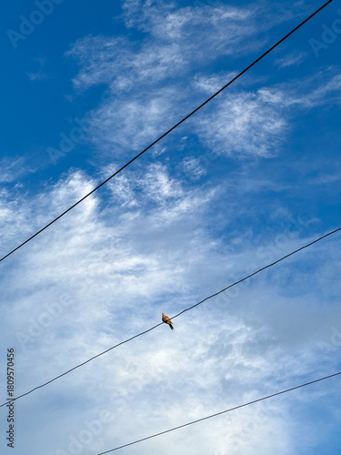 Pájaro solitario