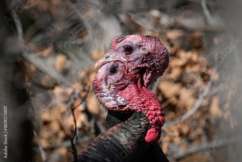 Fototapeta Naklejka Na Ścianę i Meble -  Turkey Toms Fighting